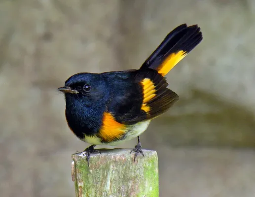 File:Setophaga ruticilla -Chiquimula, Guatemala -male-8-4c.jpg