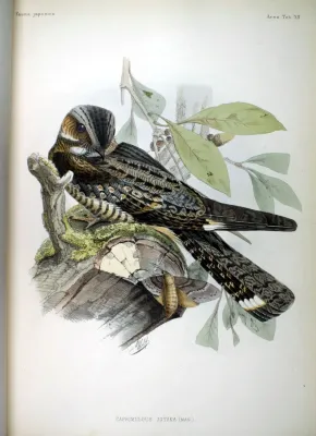 File:Caprimulgus jotaka (mas) Fauna Japonica.jpg