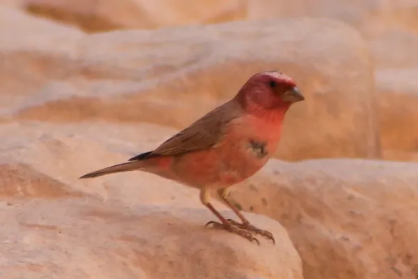 File:Camachuelo del Sinaí - Pale Rosefinch (Carpodacus synoicus), Petra, Jordan1.jpg