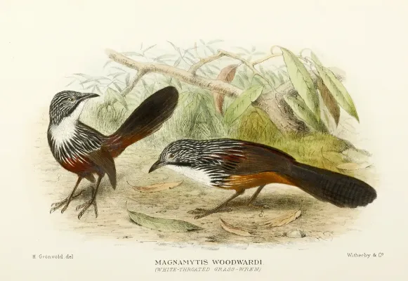 File:Amytornis woodwardi.jpg
