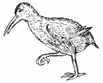 File:Aphanapteryx bonasia by Mundy.jpg