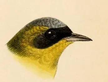 File:Geothlypis auricularis Keulemans.jpg