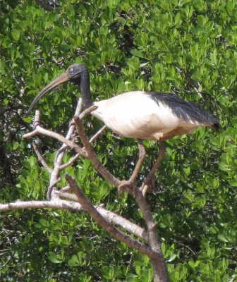 File:Threskiornis bernieri.JPG