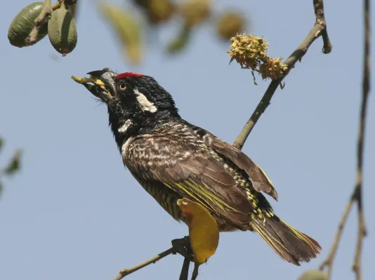 File:Lybius undatus.jpg