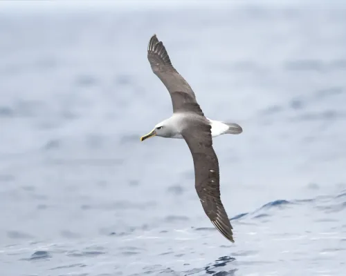 File:Thalassarche bulleri in flight 2 - SE Tasmania.jpg