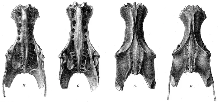 File:Nycticorax megacephalus.jpg