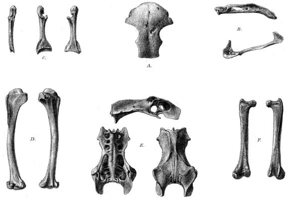 File:Mascarenotus murivorus.jpg