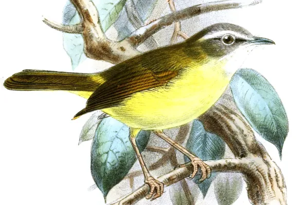 File:Abroscopus superciliaris Keulemans.jpg