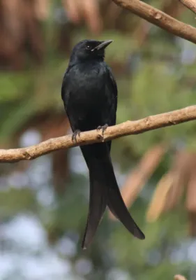 File:Black Drongo (Dicrurus macrocercus) IMG 7702 (1)..JPG