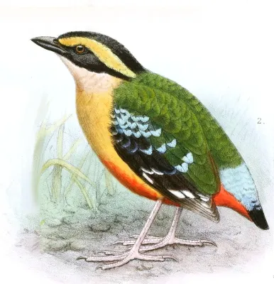 File:Pitta angolensis longipennis Goodchild.jpg