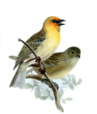 File:Foudia flavicans Wolf.jpg
