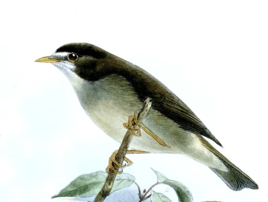 File:Zosterops melanocephalus Keulemans.jpg