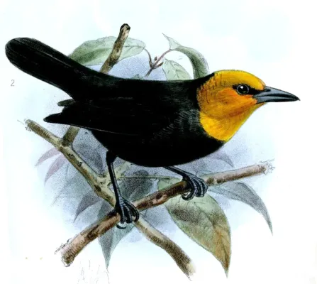 File:Ploceus melanogaster Keulemans.jpg
