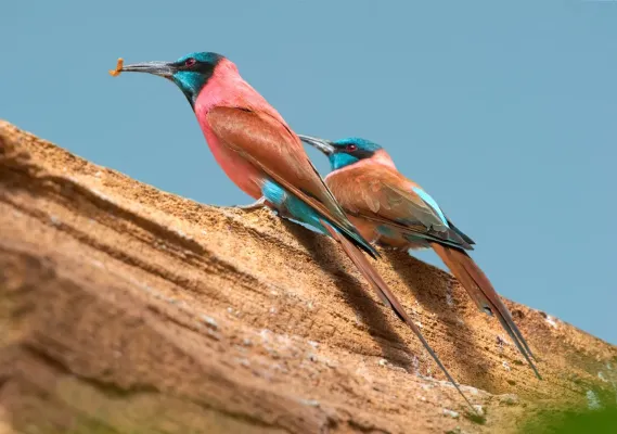 File:Merops nubicus luc viatour-crop.jpg