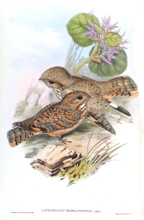 File:CaprimulgusMahrattensisGould.jpg