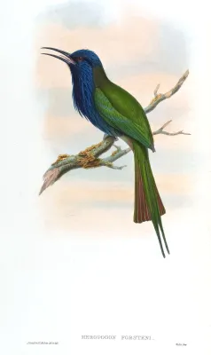 File:MeropogonForsteniGould.jpg
