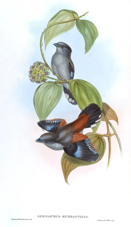 File:SerilophusRubropygiusGould.jpg