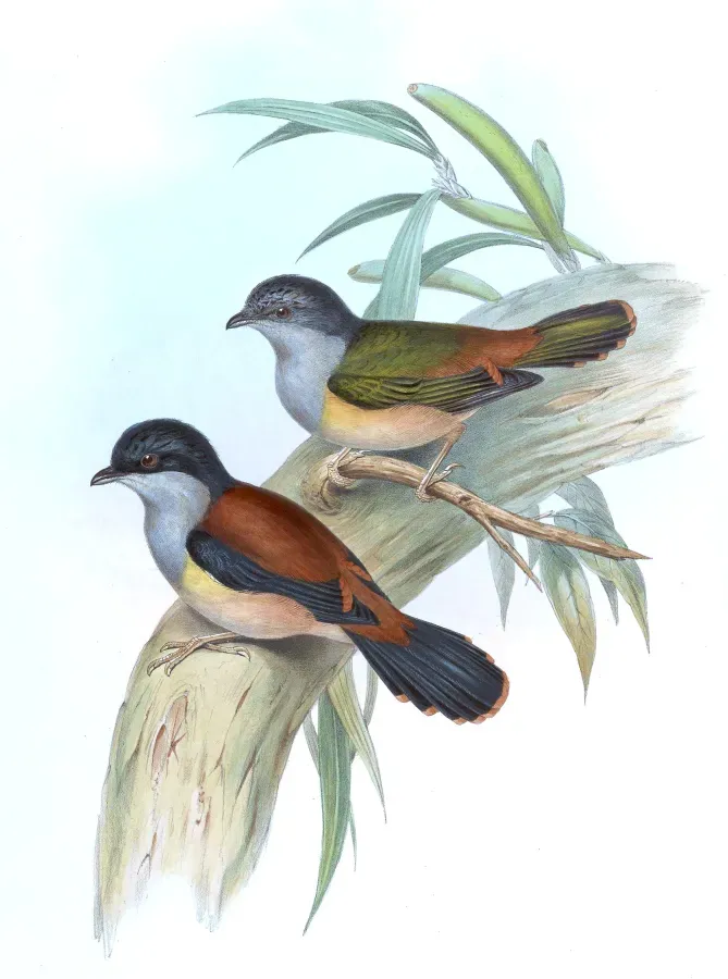 File:PteruthiusRufiventerGould.jpg