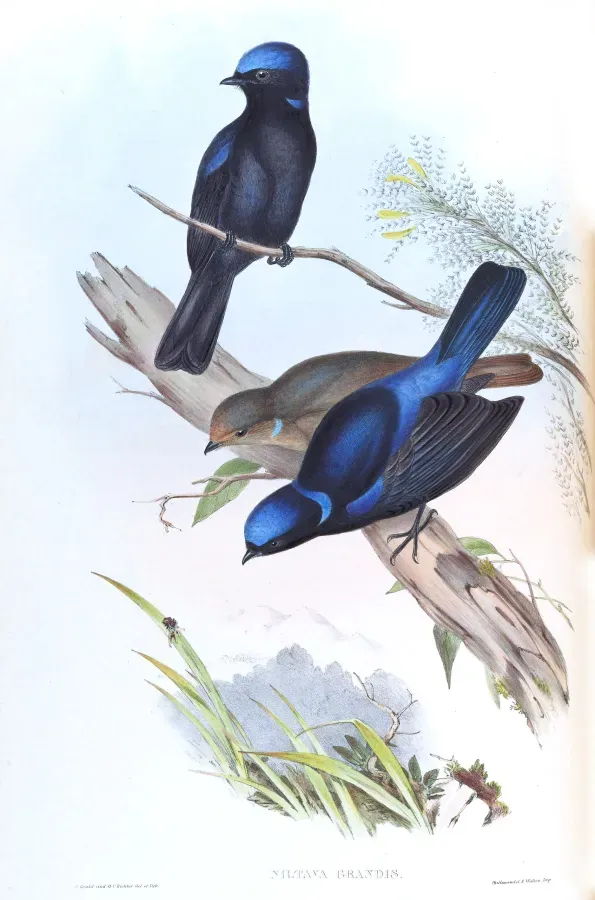File:NiltavaGrandisGould.jpg
