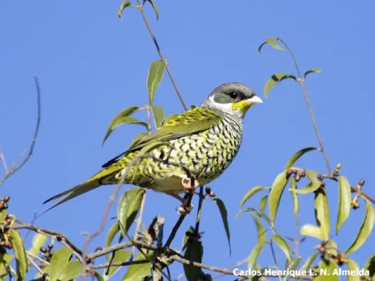 File:Swallow-tailed Cotinga (Phibalura flavirostris).jpeg