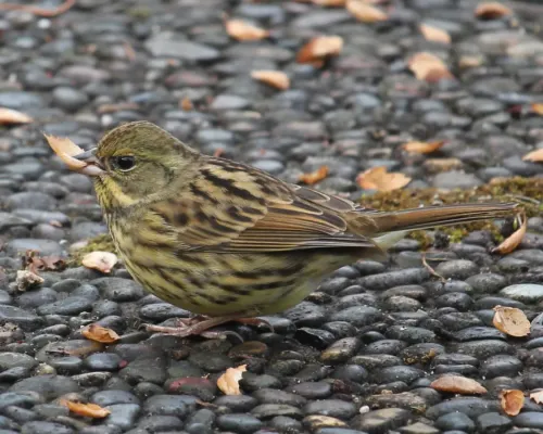 File:Emberiza spodocephala personata f2.JPG