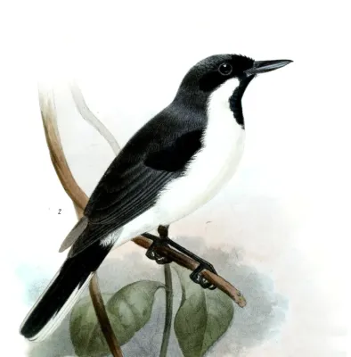 File:Symposiachrus mundus Smit.jpg