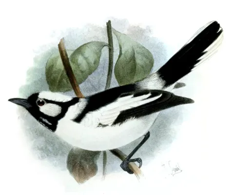 File:Carterornis pileatus Smit.jpg