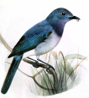 File:Hypothymis coelestis coelestis Smit.jpg