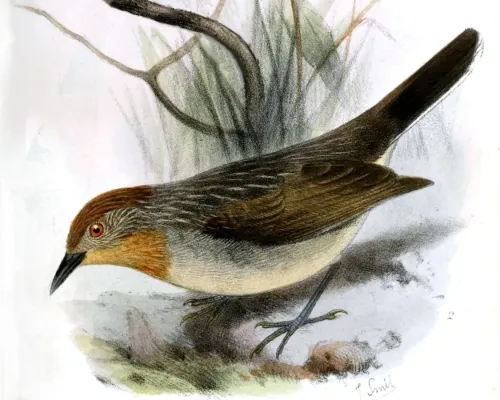 File:Sterrhoptilus capitalis capitalis Smit.jpg