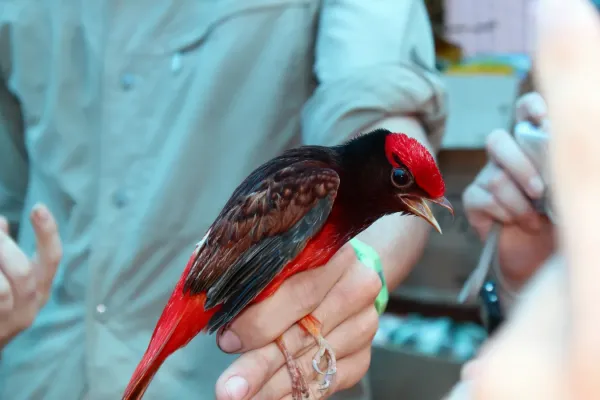 File:Guianan Red Cotinga (Phoenicircus carnifex).jpg