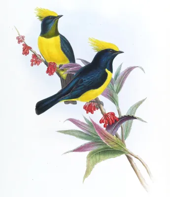 File:MelanochloraSultaneaGould.jpg