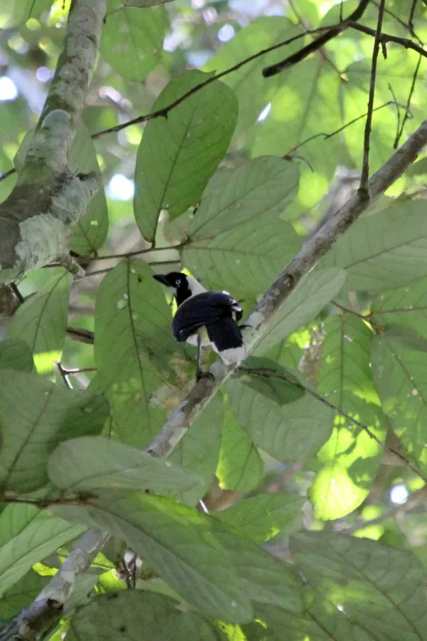 File:Cayenne Jay (Cyanocorax cayanus).jpg