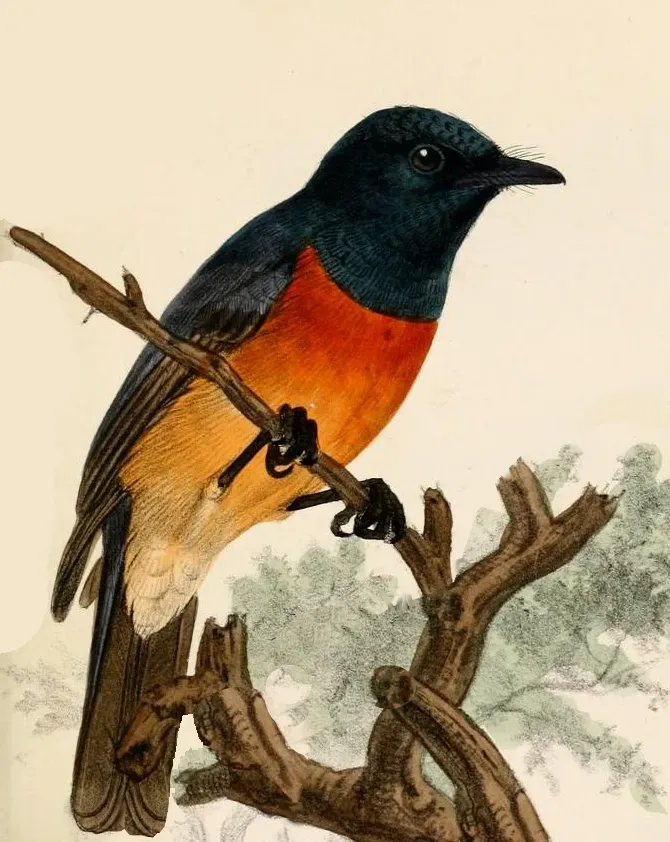 File:Myiagra vanikorensis rufiventris Keulemans.jpg