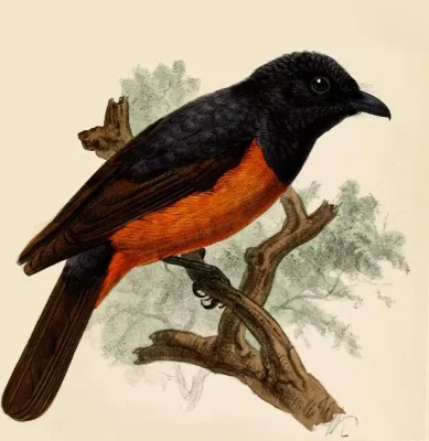 File:Monarcha castaneiventris Keulemans.jpg