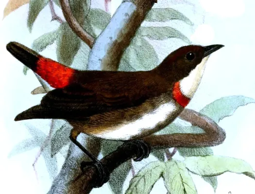 File:Dicaeum eximium Smit.jpg