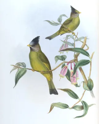 File:SpizixosCanifronsGould.jpg