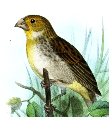 File:Sicalis raimondii Smit.jpg