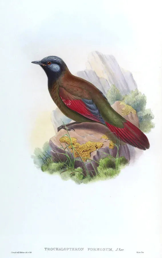 File:TrochalopteronFormosumGould.jpg