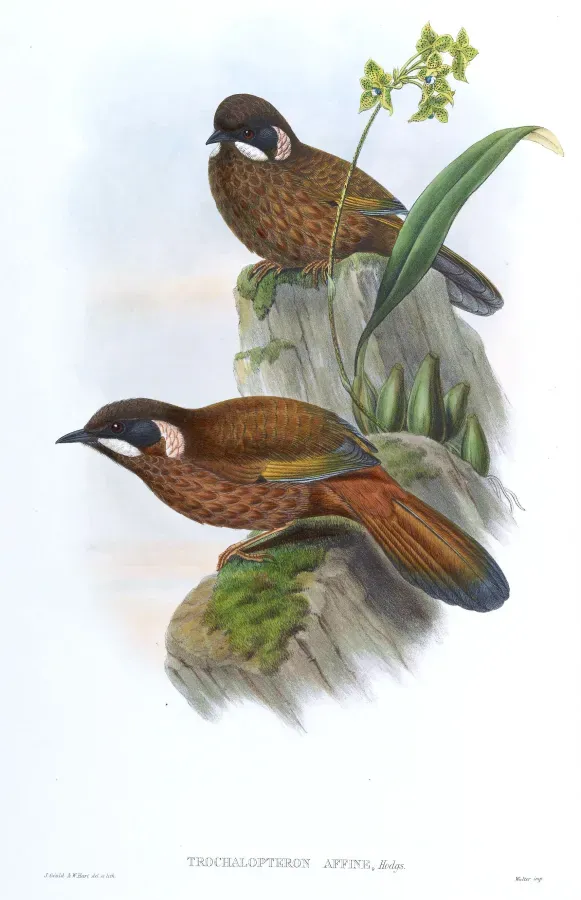 File:TrochalopteronAffineGould.jpg