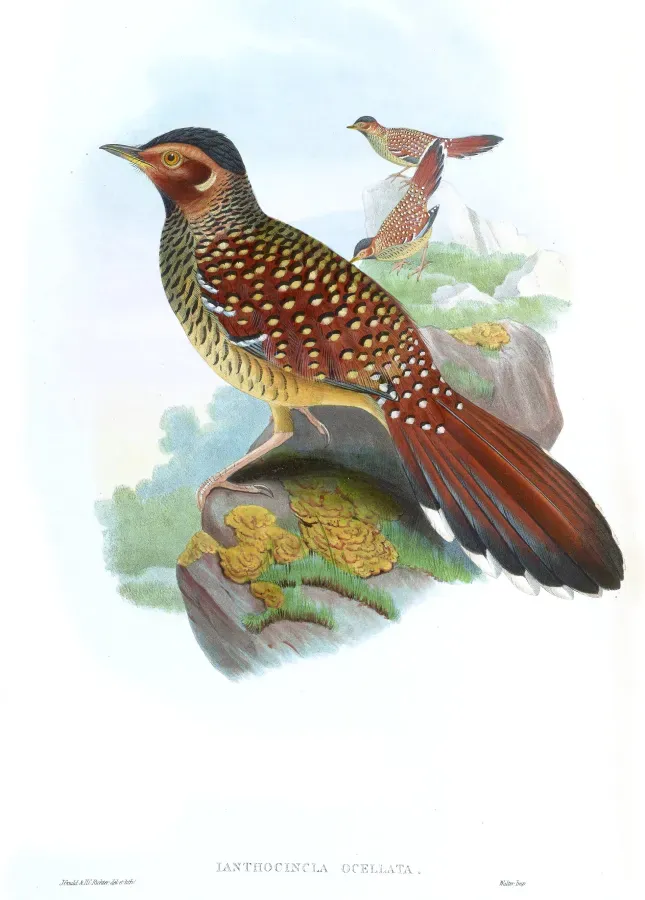 File:IanthocinclaOcellataGould.jpg