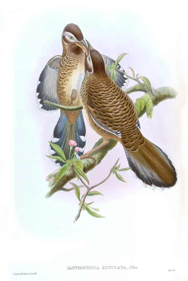 File:IanthocinclaLunulataGould.jpg