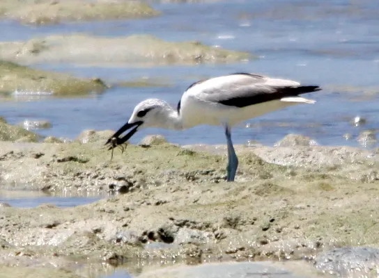 File:Dromas ardeola Kenya 1.jpg