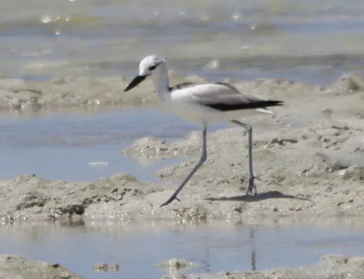 File:Dromas ardeola Kenya 2.jpg