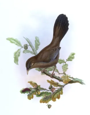File:PterorhinusDavidiGould.jpg
