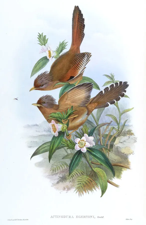 File:ActinoduraEgertoniGould.jpg