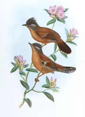File:ActinoduraWaldeniGould.jpg