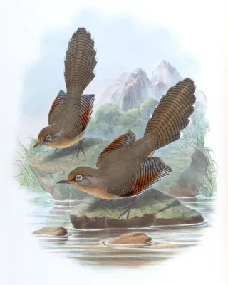 File:ActinoduraRamsayiGould.jpg