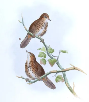 File:PellorneumPalustreGould.jpg