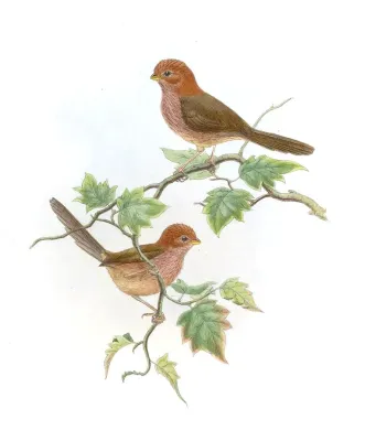 File:SuthoraBrunneaGould.jpg