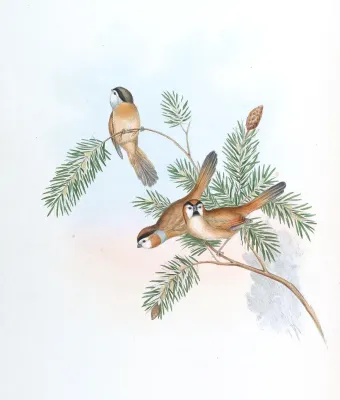 File:SuthoraNipalensisGould.jpg